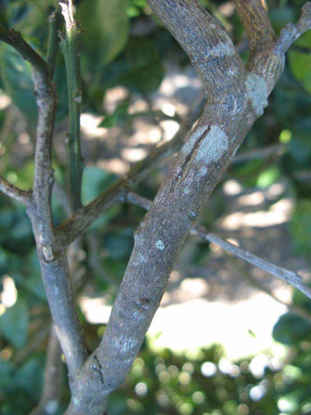            Second - third year twig (Winter Haven, FL)   